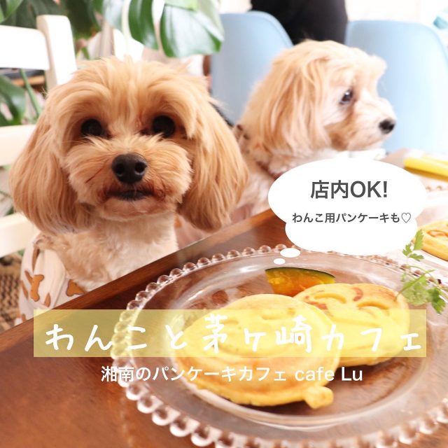 Cafe Lu 湘南のパンケーキ ドッグカフェ