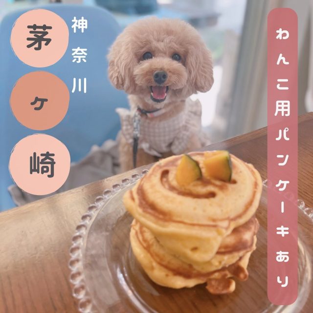 Cafe Lu 湘南のパンケーキ ドッグカフェ