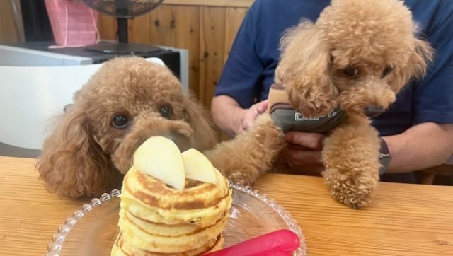 Cafe Lu 湘南のパンケーキ ドッグカフェ